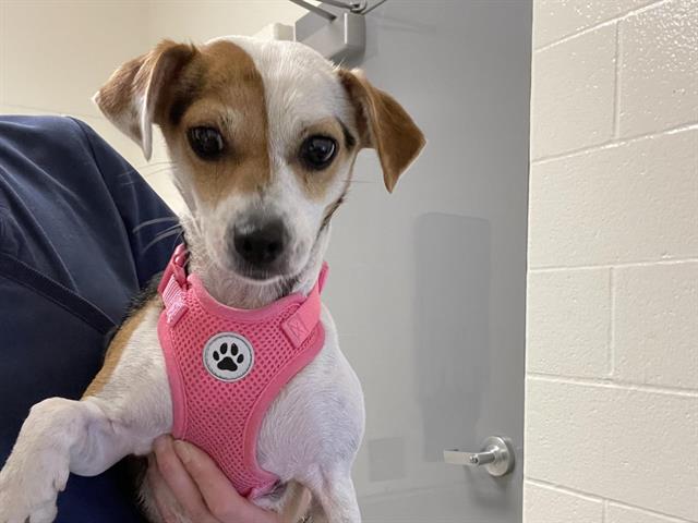 Shelter Stray Female Dog last seen , 11232 B Ave, Auburn, CA 95603, USA