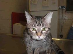 Shelter Stray Female Cat last seen ILL ON ST MICHAEL, 2600 NE Perry Ave, Peoria, IL 61603, USA