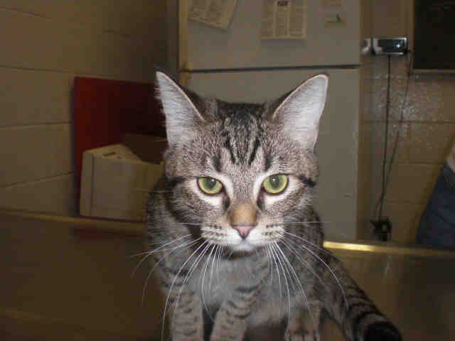Shelter Stray Female Cat last seen ILL ON ST MICHAEL, 2600 NE Perry Ave, Peoria, IL 61603, USA