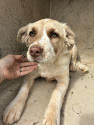 Shelter Stray Female Dog last seen Near BLOCK SE 47TH ST, OKLAHOMA CITY OK 73129, 2811 SE 29th St, Oklahoma City, OK 73129, USA