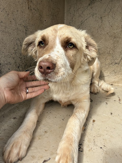 Shelter Stray Female Dog last seen Near BLOCK SE 47TH ST, OKLAHOMA CITY OK 73129, 2811 SE 29th St, Oklahoma City, OK 73129, USA