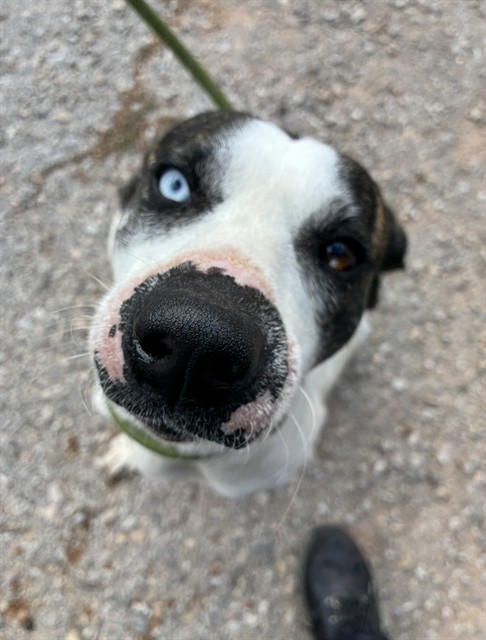 Shelter Stray Male Dog last seen Near BLOCK NW 100TH ST, OKLAHOMA CITY OK 73114, 2811 SE 29th St, Oklahoma City, OK 73129, USA