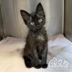 Shelter Stray Female Cat last seen JAMBOREE RD/ROBINSON DR, 92602, 6443 Oak Canyon, Irvine, CA 92618, USA