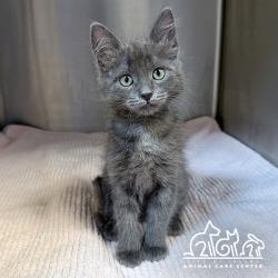 Shelter Stray Female Cat last seen JAMBOREE RD/ROBINSON DR, 92602, 6443 Oak Canyon, Irvine, CA 92618, USA