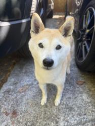 Reunited Female Dog last seen Colton Blvd & Heartwood, Oakland, CA 94611