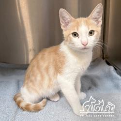 Shelter Stray Male Cat last seen MONTE VISTA/CENTRAL PARK AVE., 92602, 6443 Oak Canyon, Irvine, CA 92618, USA