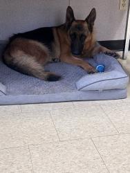 Reunited Female Dog last seen East Highway 80 and Lawson, Mesquite, TX 75149