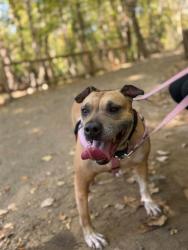 Shelter Stray Female Dog last seen Near BLOCK VANGUARD DR, 3528 Newburg Rd, Louisville, KY 40218, USA
