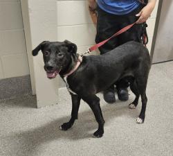 Shelter Stray Female Dog last seen Near BLOCK TAYLORSVILLE RD, 3528 Newburg Rd, Louisville, KY 40218, USA