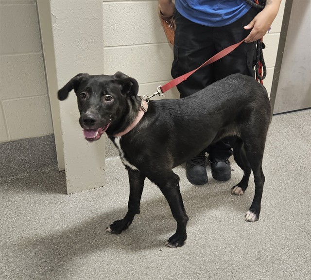 Shelter Stray Female Dog last seen Near BLOCK TAYLORSVILLE RD, 3528 Newburg Rd, Louisville, KY 40218, USA