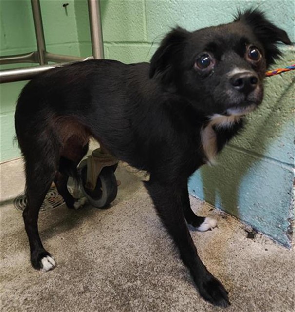 Shelter Stray Female Dog last seen BICENTENNIAL CIR & FOLSOM BLVD, 2127 Front St, Sacramento, CA 95818, USA