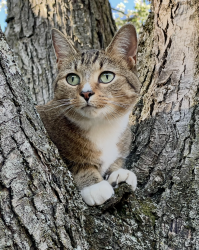 Lost Female Cat last seen Roanoke Road & Catawba Road, Daleville, VA 24083