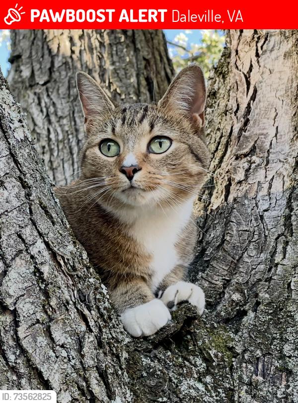 Lost Female Cat last seen Roanoke Road & Catawba Road, Daleville, VA 24083
