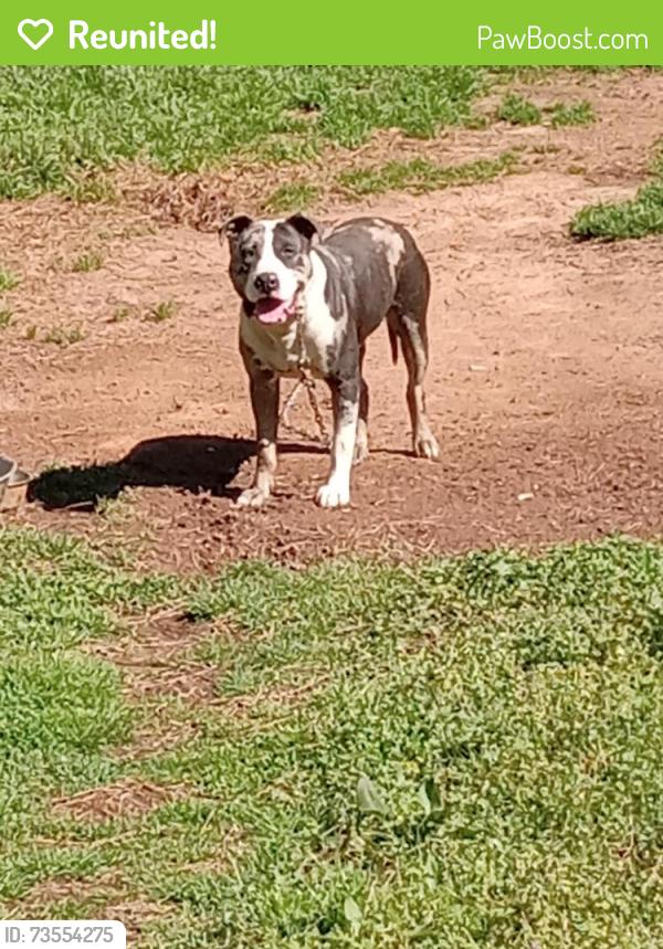 Reunited Male Dog last seen Old griffin rd Hampton ga, Hampton, GA 30228