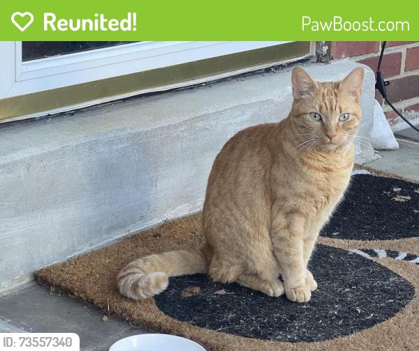 Reunited Female Cat last seen W Stratford Ave and Windermere Ave, Lansdowne, PA, Lansdowne, PA 19050