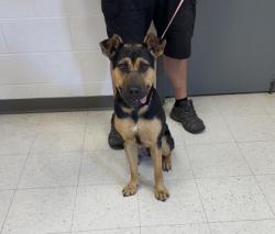 Shelter Stray Female Dog last seen , Biloxi, MS, 2615 25th Ave, Gulfport, MS 39501, USA