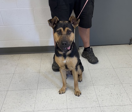 Shelter Stray Female Dog last seen , Biloxi, MS, 2615 25th Ave, Gulfport, MS 39501, USA