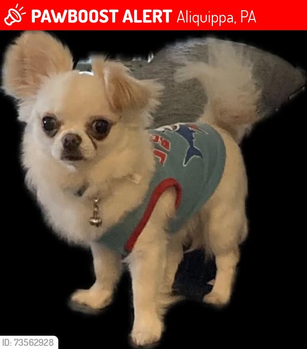 Lost Male Dog last seen Kendrew's Lounge, Aliquippa, PA 15001