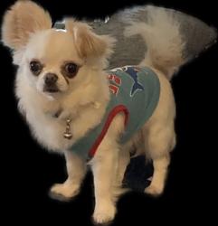 Lost Male Dog last seen Kendrew's Lounge, Aliquippa, PA 15001