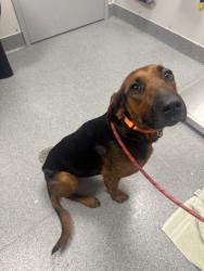 Shelter Stray Female Dog last seen Wilhite Rd, Sevier County ACO, TN, 1008 Old Knoxville Hwy, Sevierville, TN 37862, USA