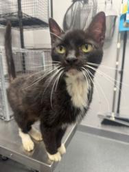 Shelter Stray Female Cat last seen Near Seaton Way, Sevier County ACO, TN, 1008 Old Knoxville Hwy, Sevierville, TN 37862, USA