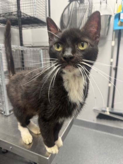 Shelter Stray Female Cat last seen Near Seaton Way, Sevier County ACO, TN, 1008 Old Knoxville Hwy, Sevierville, TN 37862, USA