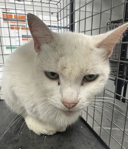 Shelter Stray Female Cat last seen Near Seaton way, Sevier County ACO, TN, 1008 Old Knoxville Hwy, Sevierville, TN 37862, USA