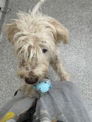 Shelter Stray Male Dog last seen Victor Ashe Park, Knox County GP, TN, 3201 Division St, Knoxville, TN 37919, USA