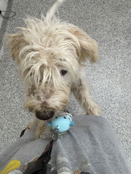 Shelter Stray Male Dog last seen Victor Ashe Park, Knox County GP, TN, 3201 Division St, Knoxville, TN 37919, USA
