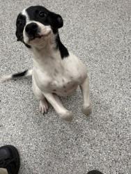 Shelter Stray Female Dog last seen Near E Magnolia Ave, Knox County GP, TN, 3201 Division St, Knoxville, TN 37919, USA