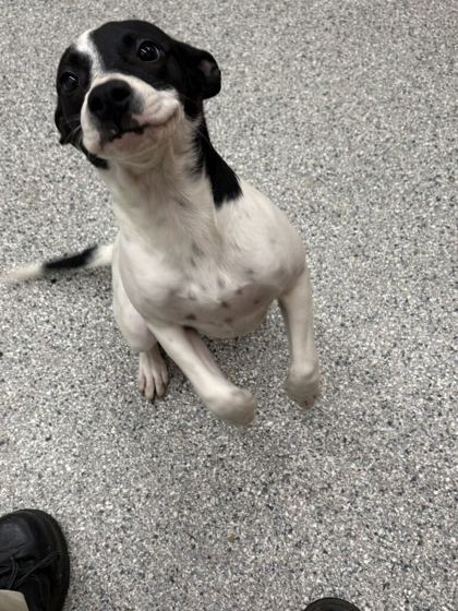 Shelter Stray Female Dog last seen Near E Magnolia Ave, Knox County GP, TN, 3201 Division St, Knoxville, TN 37919, USA