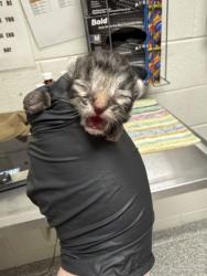 Shelter Stray Male Cat last seen Near block of Terry Dr, Knox County GP, TN, 3201 Division St, Knoxville, TN 37919, USA