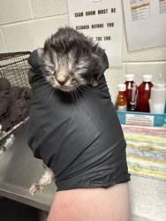 Shelter Stray Female Cat last seen Near block of Terry Dr, Knox County GP, TN, 3201 Division St, Knoxville, TN 37919, USA