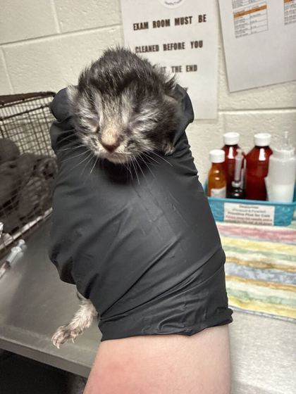 Shelter Stray Female Cat last seen Near block of Terry Dr, Knox County GP, TN, 3201 Division St, Knoxville, TN 37919, USA