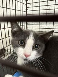 Shelter Stray Male Cat last seen Near block of Elderberry Dr, Knox County GP, TN, 3201 Division St, Knoxville, TN 37919, USA