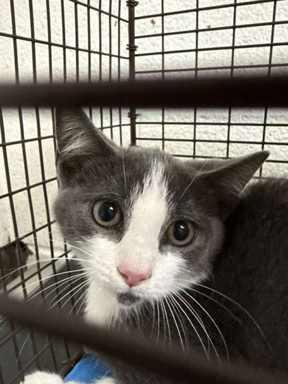 Shelter Stray Male Cat last seen Near block of Elderberry Dr, Knox County GP, TN, 3201 Division St, Knoxville, TN 37919, USA