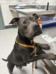 Shelter Stray Female Dog last seen Near 24th Ave, Oakland, CA, 1101 29th Ave, Oakland, CA 94601, USA