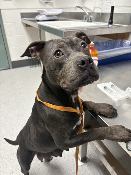 Shelter Stray Female Dog last seen Near 24th Ave, Oakland, CA, 1101 29th Ave, Oakland, CA 94601, USA