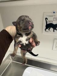 Shelter Stray Male Dog last seen Near 24th Ave, Oakland, CA, 1101 29th Ave, Oakland, CA 94601, USA