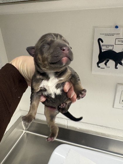 Shelter Stray Male Dog last seen Near 24th Ave, Oakland, CA, 1101 29th Ave, Oakland, CA 94601, USA