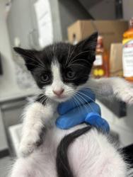 Shelter Stray Male Cat last seen Near High St, Oakland, CA, 1101 29th Ave, Oakland, CA 94601, USA