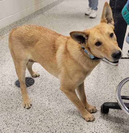Shelter Stray Female Dog last seen 7th & Gladstone Ave, KCMO, 64124, 64124, MO, 7077 Elmwood Ave, Kansas City, MO 64132, USA