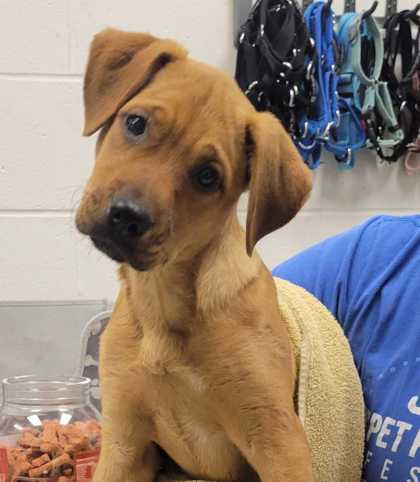 Shelter Stray Female Dog last seen E Gregory Blvd and Cleveland Ave, 64132, MO, 7077 Elmwood Ave, Kansas City, MO 64132, USA