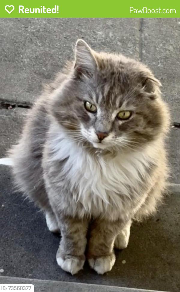 Reunited Male Cat last seen Fremont High School, Oakland, CA 94601