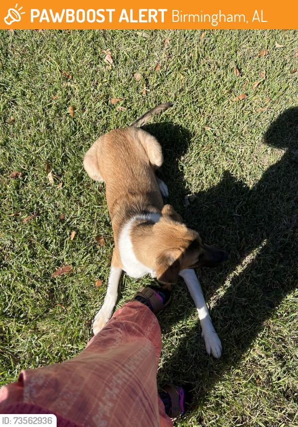 Found/Stray Female Dog last seen Near mountain drive, Birmingham, AL 35206