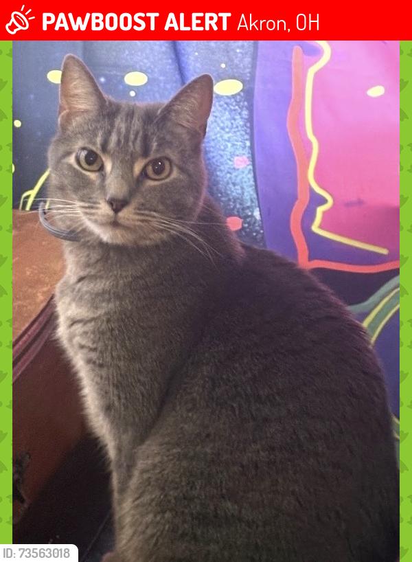 Lost Male Cat last seen Garfield high school, Akron, OH 44301