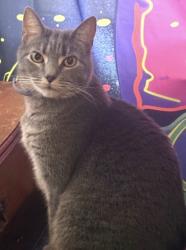 Lost Male Cat last seen Garfield high school, Akron, OH 44301