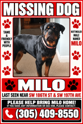 Lost Male Dog last seen SW 186th st and SW 197th Ave, Miami, FL 33187