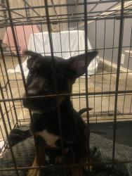 Found/Stray Male Dog last seen Fossil creek western center blv, Fort Worth, TX 76137