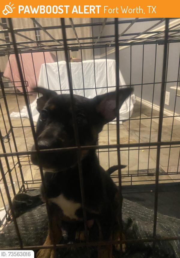 Found/Stray Male Dog last seen Fossil creek western center blv, Fort Worth, TX 76137